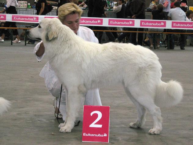 Cailin Mechelen 2007 Beste Jeugdhond 2e Beste teef